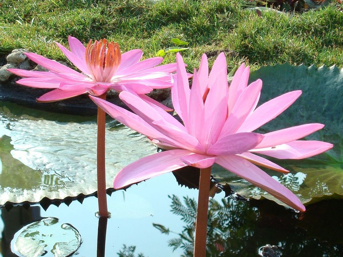 zur Vergrößerungsansicht des Bildes: Es sind zwei blühende, rosa Lotus Blumen zu sehen, Foto: Katrin Querl