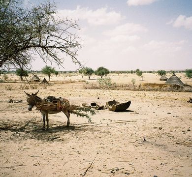 Bild zeigt Wüste mit Esel und Hütten